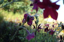 Blumenbeet im Morgenlicht by Reiner Poser