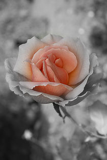 'Heart Of A Rose' by CHRISTINE LAKE