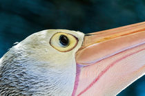 Australian Pelican portrait by mbk-wildlife-photography