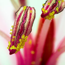 Extreme macro portrait of Pollen von mbk-wildlife-photography