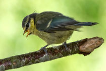 Blue Tit Fledgling's first day out by mbk-wildlife-photography