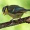 Blue-tit-fledglings-first-day-out-2