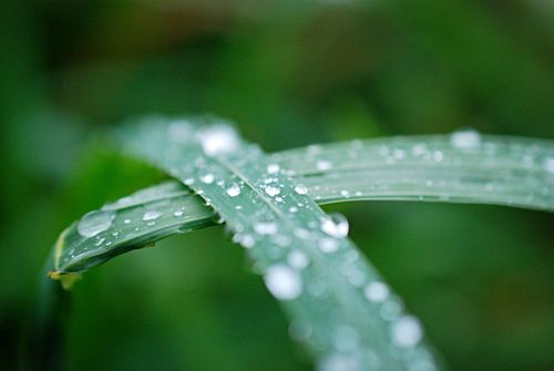 Drops-on-grass
