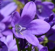 Purple Flower by Andrew Heaps