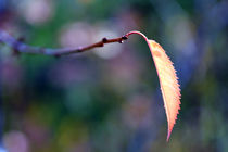 Herbstbote by jaybe