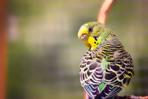 Budgerigar Bird by Vicki Field