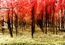 Autumn woods col by Joseph Borsi