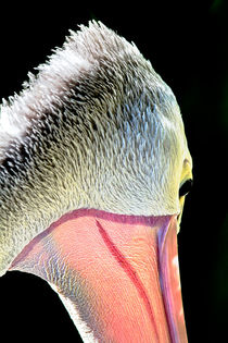Pelican portrait von mbk-wildlife-photography