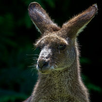 Kangaroo in Queensland by mbk-wildlife-photography