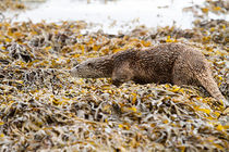Beautifully camouflaged Otter on the Isle of Mull, Scotland, UK by mbk-wildlife-photography