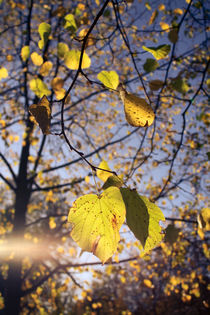 Leaves and light by sylbe