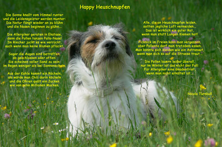 Happy-heuschnupfen-mn