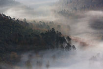 Herbstwald im Nebel von Walter Layher