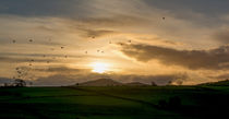 Sunset Flock by benny* hawes
