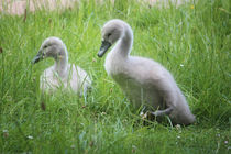 Little Swans von mario-s