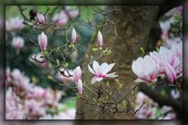 Magnolienblüten by mario-s