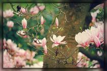 Magnolienblüten by mario-s