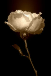 Rose In Sepia by CHRISTINE LAKE