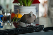 Cafe  Pigeon  von Rob Hawkins