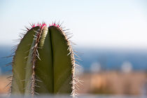 Der Kaktus by starcy