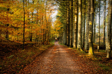 Forrest-in-autumn