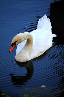 Swan by mario-s