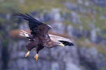 White tailed eagle on the Isle of Mull Scotland by mbk-wildlife-photography