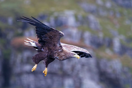 White-tailed-eagle