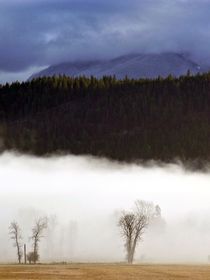 Kahle Bäume im Nebel von Jutta Ploessner