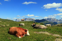 Dolomiten Kühe von Gerhard Albicker