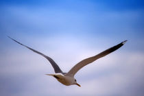 Seagull by mario-s