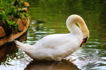 Swan by mario-s