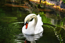 Swan von mario-s