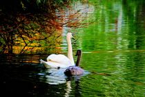 Swans by mario-s