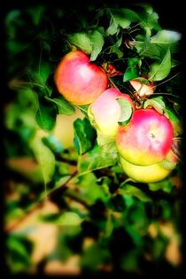 Apples von mario-s