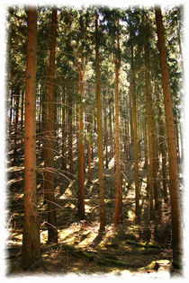 Forest von mario-s