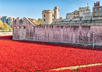 Poppies At The Tower by Graham Prentice