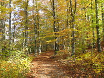 Wanderweg durch einen Laubwald im Herbst by Heike Rau