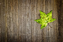 Green Leaf on Wood by Colleen Kammerer
