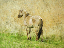 horse by urs-foto-art