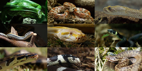 Schlangen-collage