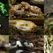 Schlangen-collage