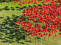 Poppies For The Fallen by Graham Prentice