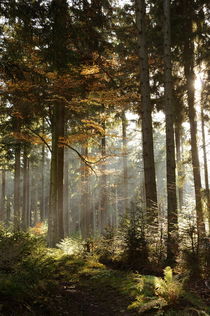 morgendlicher Herbstwald by Karin Stein