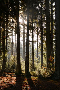 Wald im Gegenlicht by Karin Stein