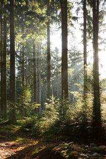 Waldlichtung mit Sonnenstrahlen by Karin Stein