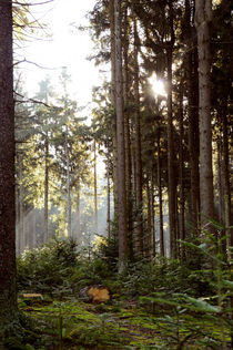 Sonnenstrahlen im lichten Wald by Karin Stein