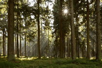 Sonnenstrahlen im Herbstwald von Karin Stein