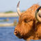 Birthday-highland-cattle-1