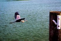 Heron in Flight von Dan Richards